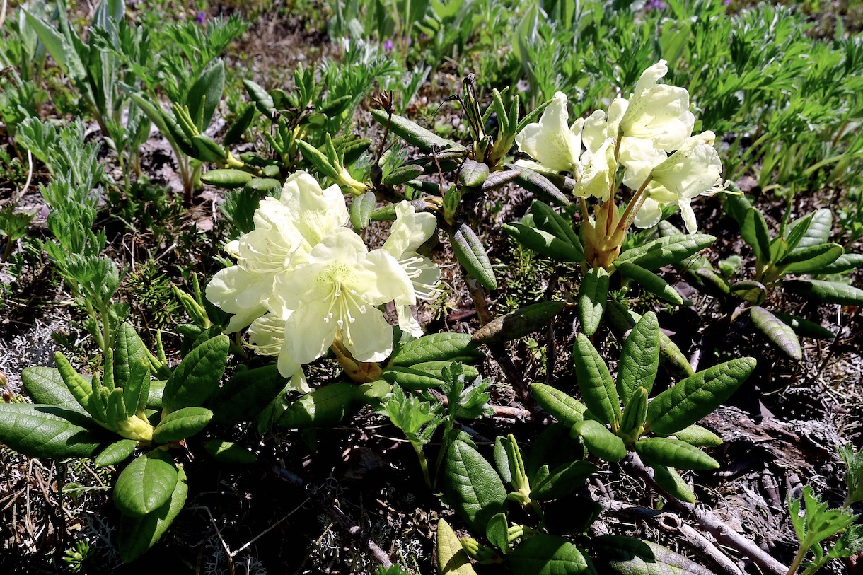 Image of Rhododendron aureum specimen.