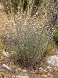 genus Anaphalis. Цветущие растения. Турция, пров. Анталья, р-н Кумлуджа, окр. вдхр. Алакыр, каменистая обочина грунтовой дороги, маквис. 31.05.2024.