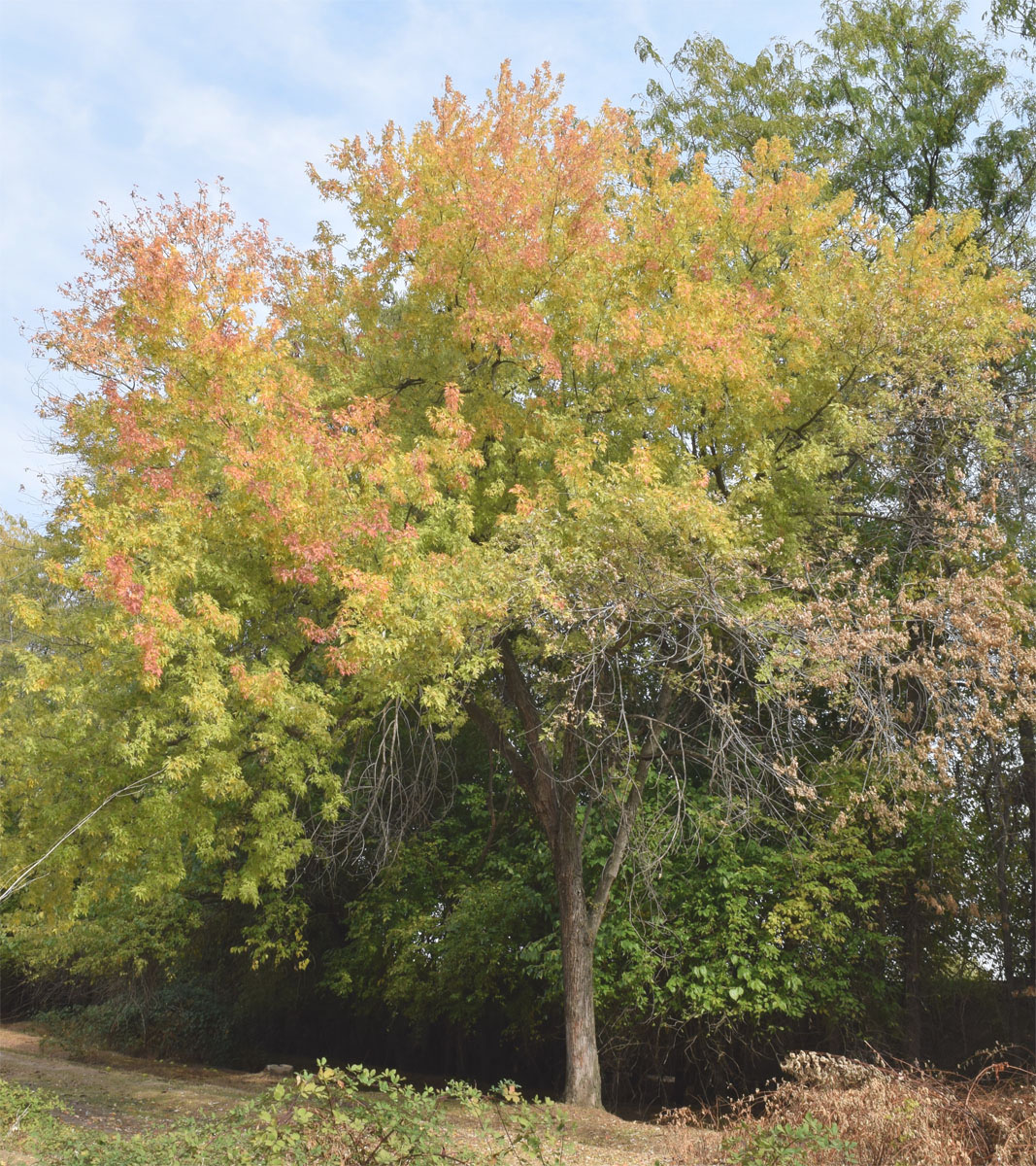 Image of Acer saccharinum specimen.
