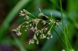Scirpus radicans