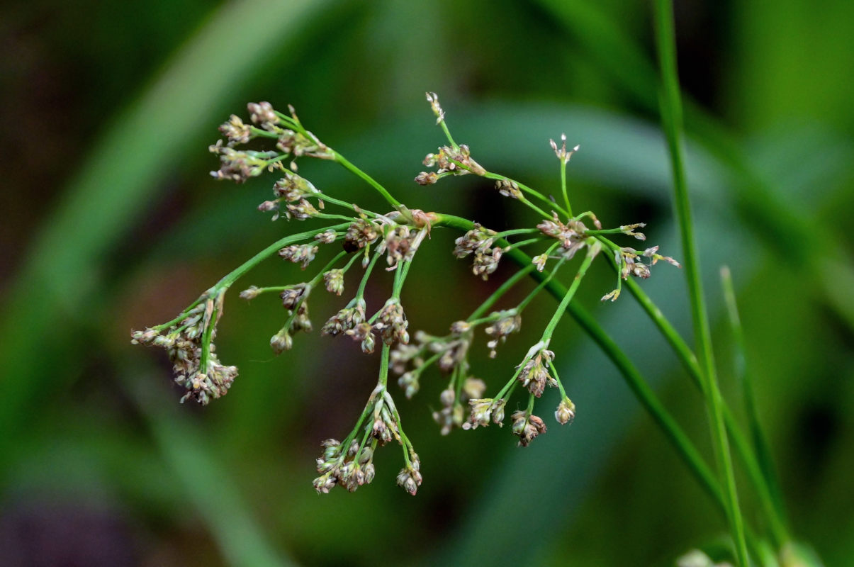 Image of Scirpus radicans specimen.