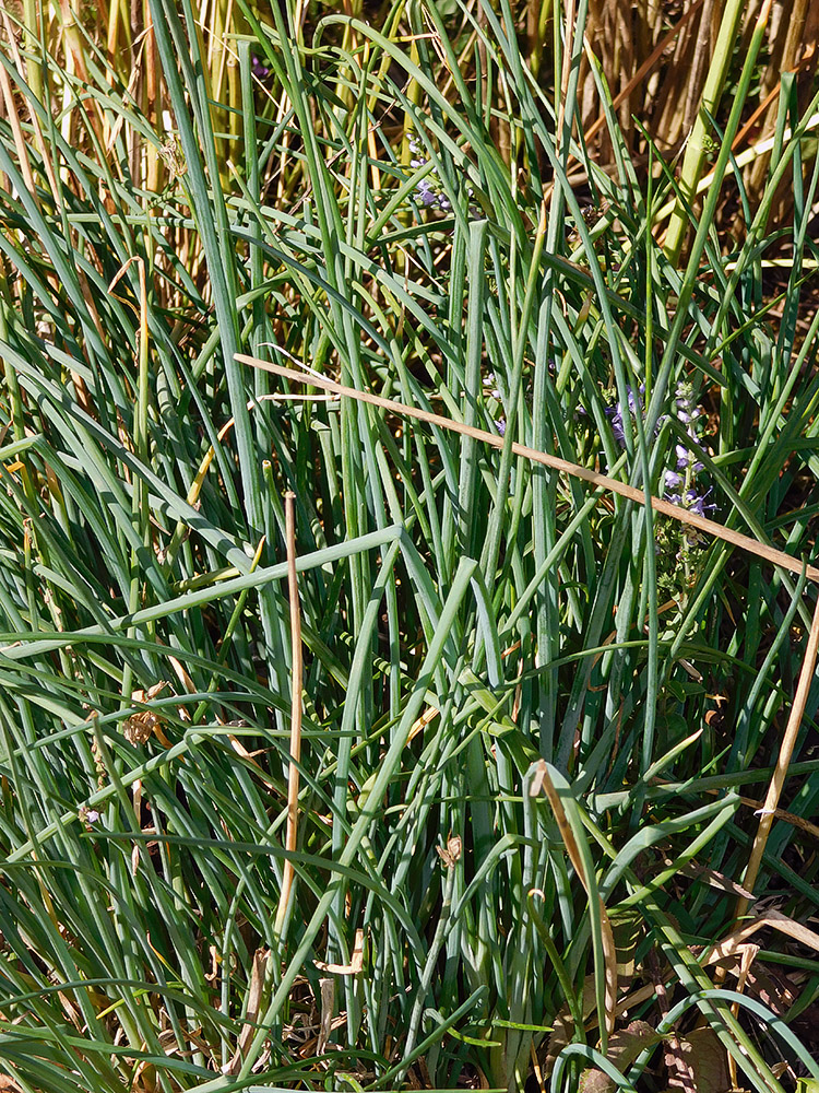 Image of Allium ramosum specimen.
