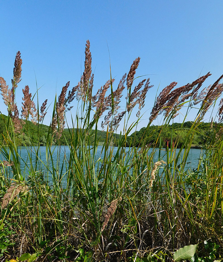 Image of Calamagrostis pseudophragmites specimen.