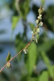 Fallopia dumetorum