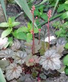 Heuchera &times; hybrida