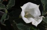 Datura innoxia. Цветок. Израиль, г. Кирьят-Оно, пустырь. 19.02.2011.