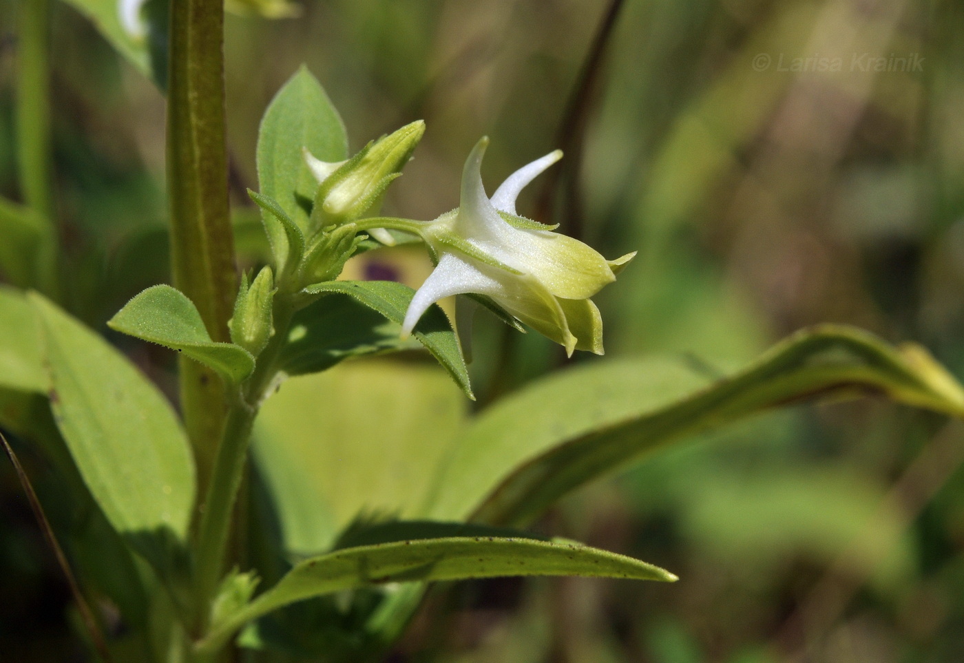 Изображение особи Halenia corniculata.