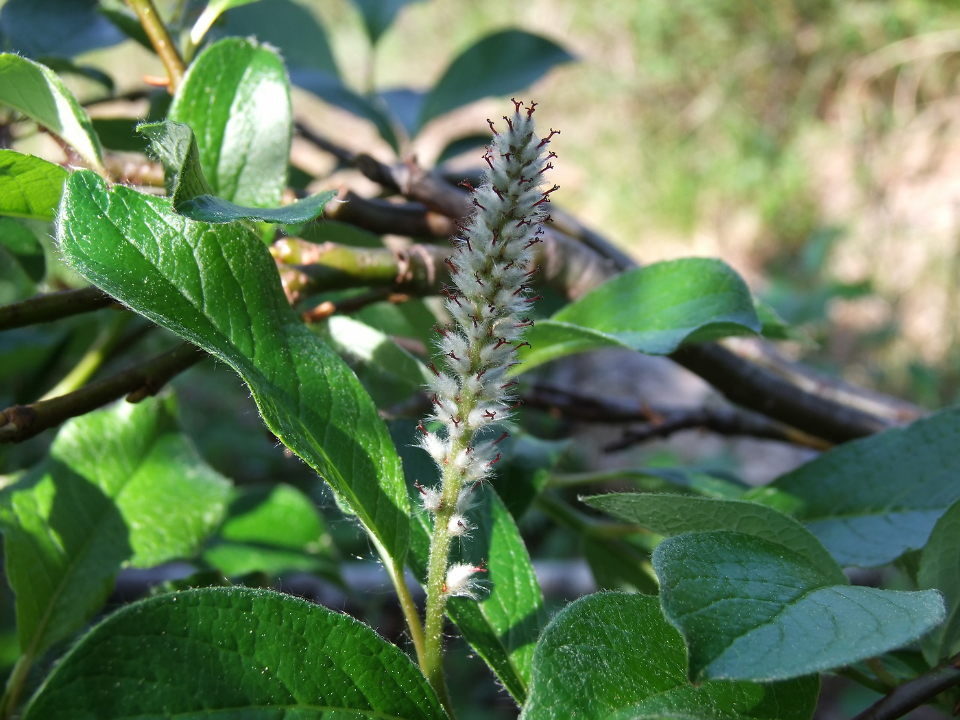 Image of Salix arctica specimen.