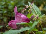 Impatiens glandulifera. Верхушка побега с цветком и бутонами в каплях дождя. Московская обл., Талдомский р-н, окр. СНТ \"Живописное\", смешанный лес, среди берёз. 12.08.2024.