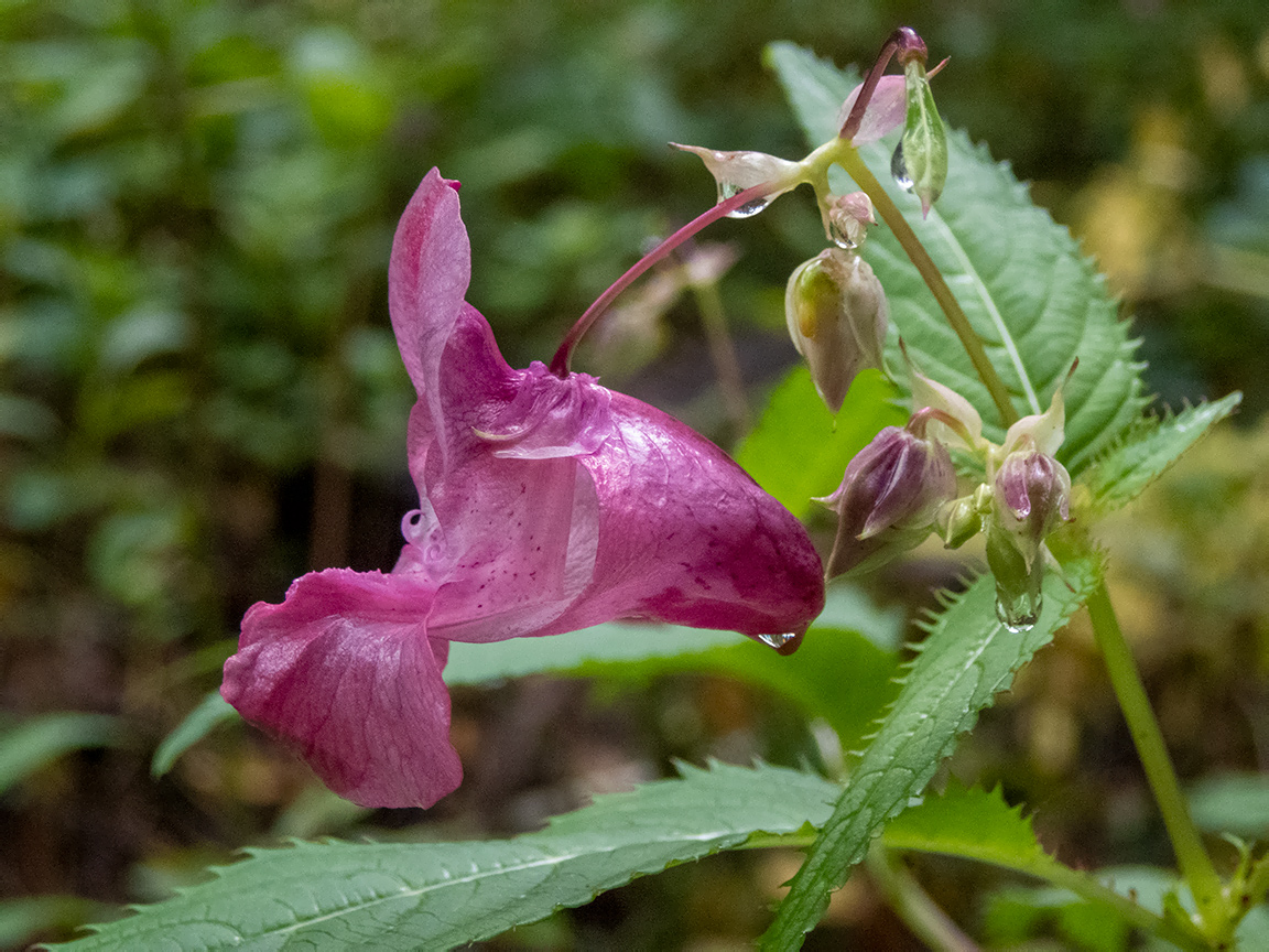 Image of Impatiens glandulifera specimen.