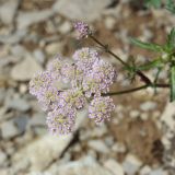 familia Apiaceae