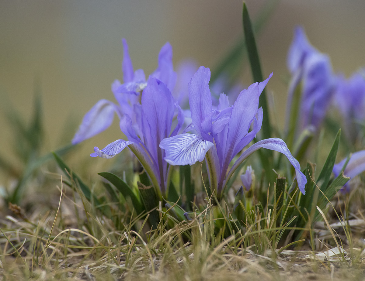 Image of genus Iris specimen.