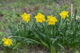 Narcissus pseudonarcissus