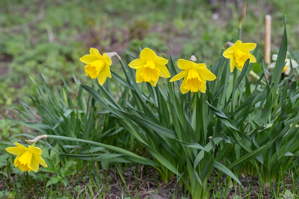 Изображение особи Narcissus pseudonarcissus.