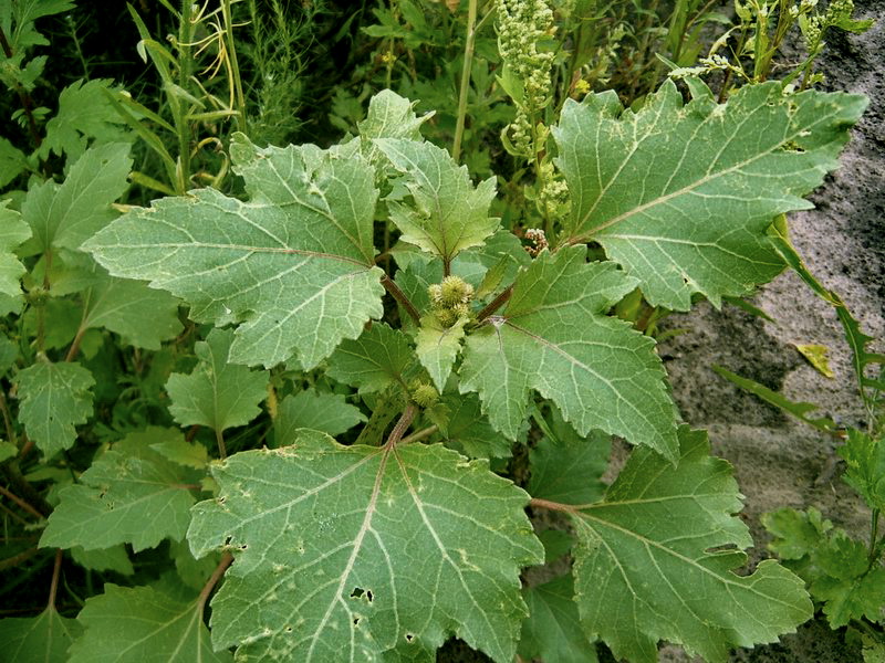 Image of Xanthium orientale specimen.