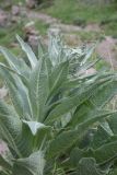 род Verbascum. Верхушка побега с развивающимся соцветием (вид на абаксиальную поверхность листьев). Турция, ил Карс, окр. г. Дигор, участок ущ. р. Дигор в 500 м ниже монастыря Хтзконк, левый борт ущелья, сухой каменистый участок. 19 мая 2025 г.