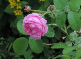 Rosa centifolia. Цветок и бутоны. Московская обл., г. Электрогорск, палисадник на пл. Советской, в культуре. 21.06.2019.