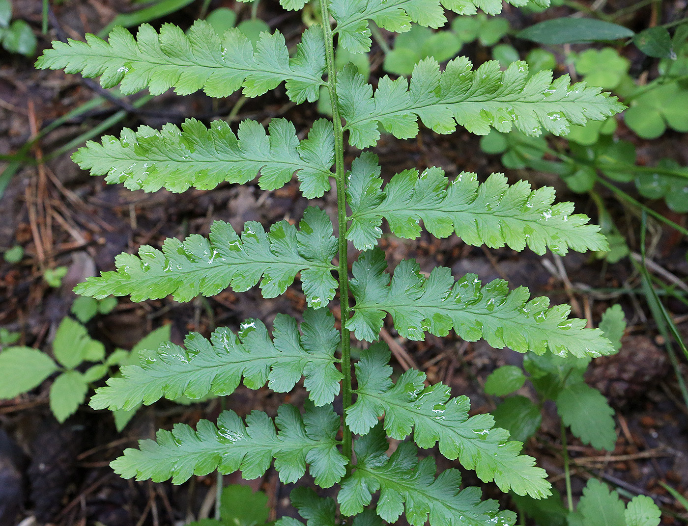 Изображение особи Dryopteris cristata.