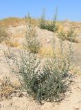 Chenopodium album