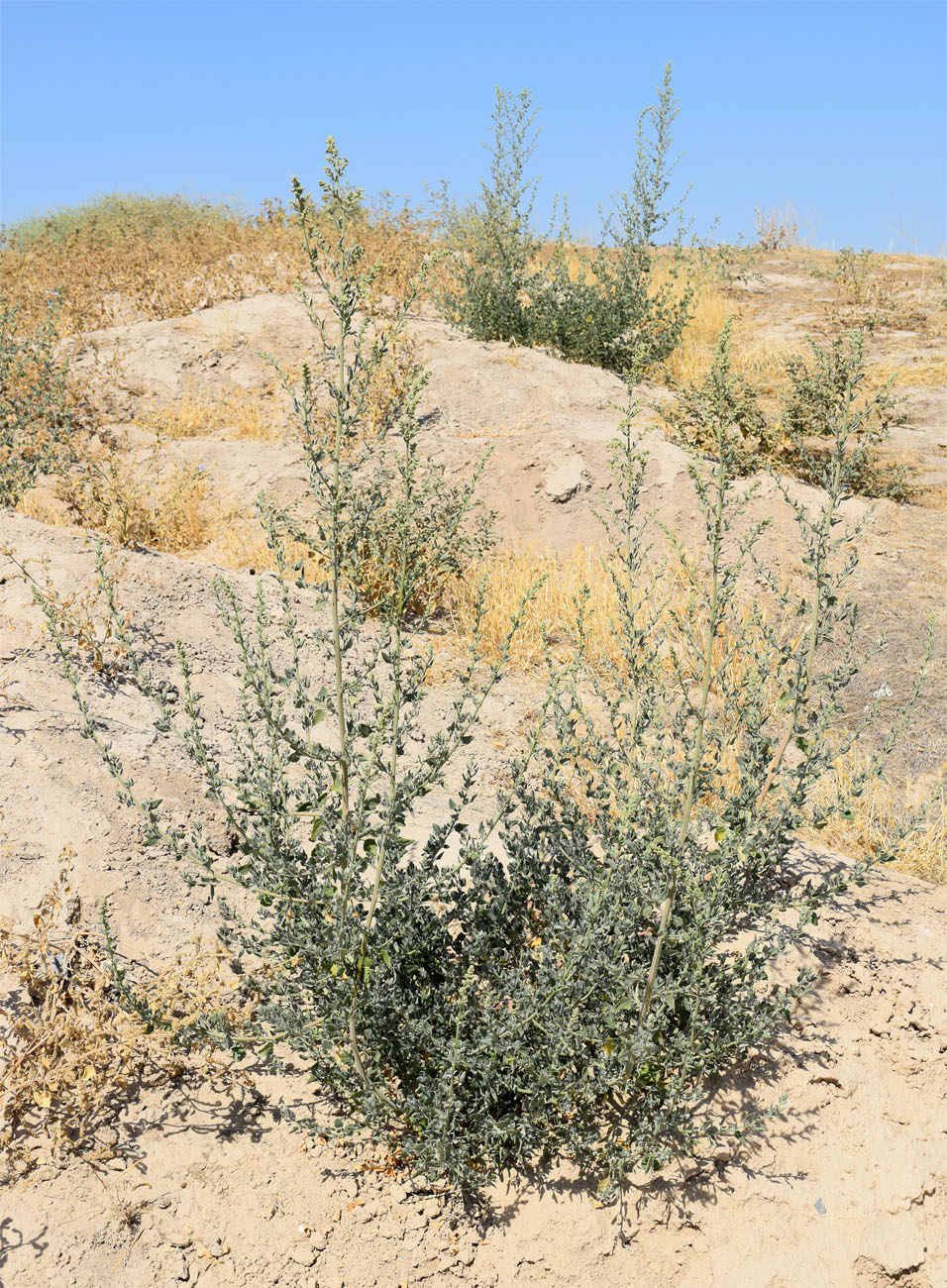 Image of Chenopodium album specimen.