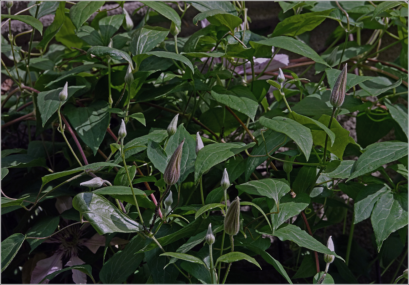 Image of Clematis × jackmanii specimen.