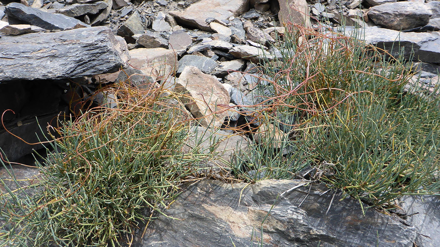 Image of Cuscuta pamirica specimen.