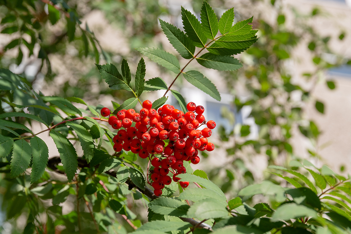 Изображение особи Sorbus aucuparia ssp. glabrata.