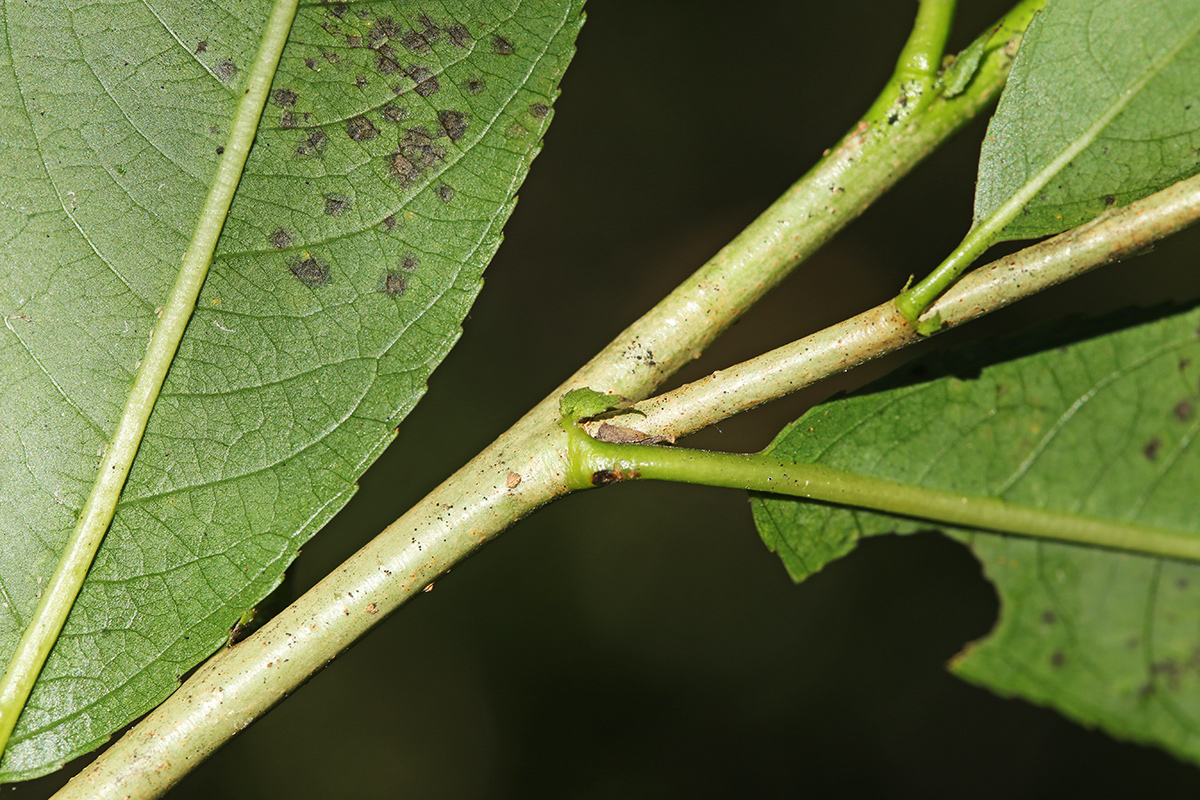 Изображение особи Salix kangensis.