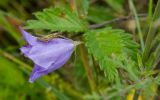 Campanula persicifolia