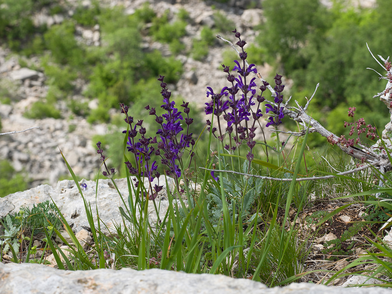 Изображение особи Salvia canescens.