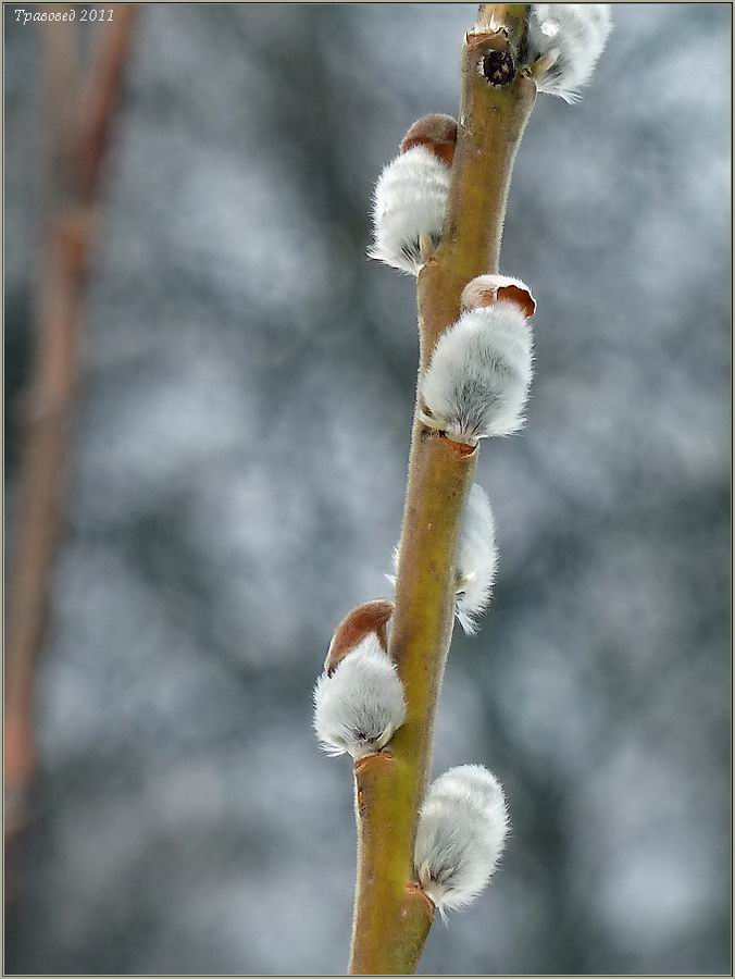 Изображение особи Salix viminalis.