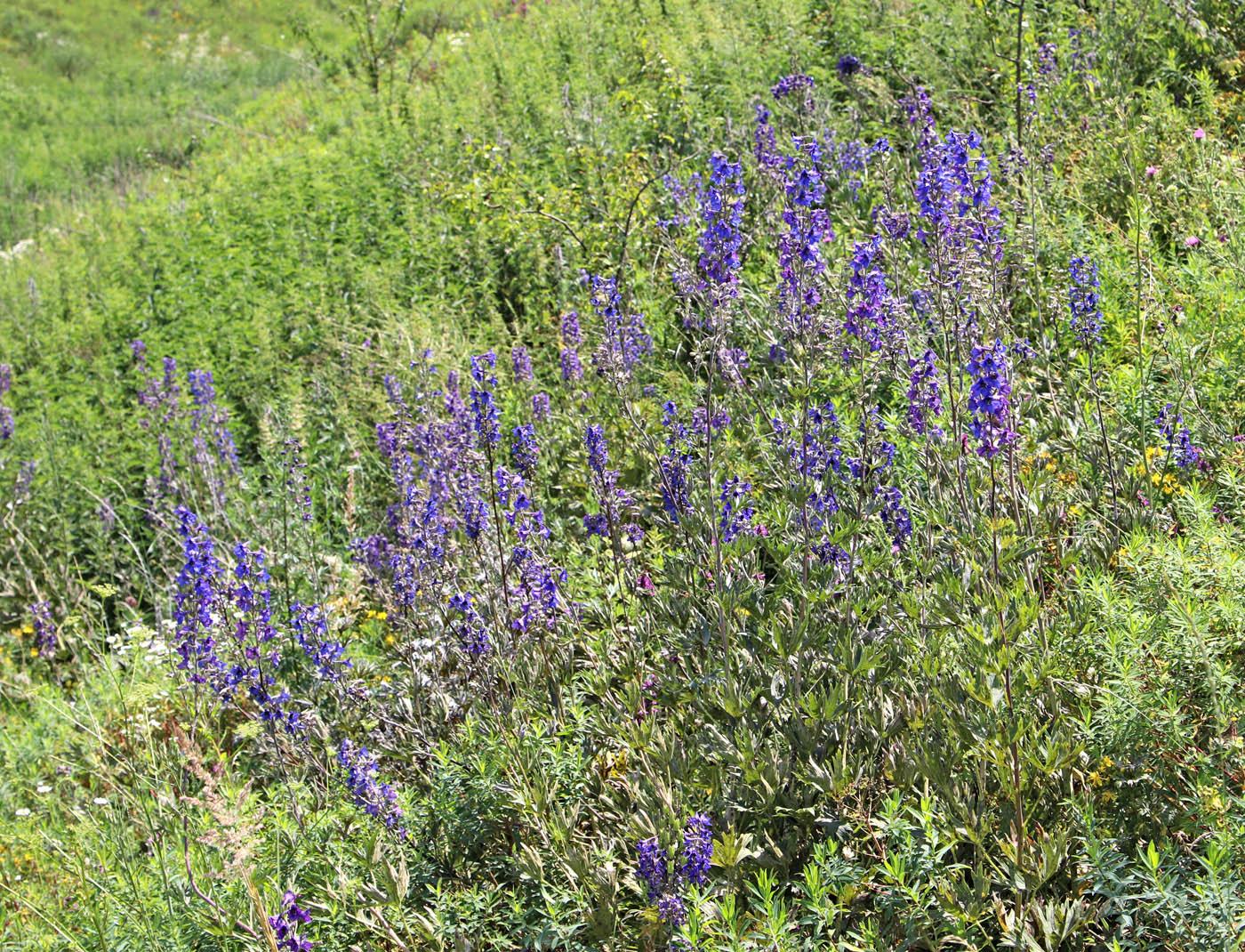 Image of Delphinium cuneatum specimen.