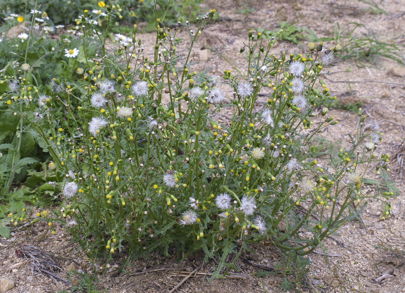 Изображение особи Senecio vulgaris.