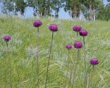 Jurinea arachnoidea. Верхушка цветущего растения с соцветиями-корзинками. Ульяновская обл., Мелекесский р-н, окр. с. Вишенка, дол. р. Бирля, участок ковыльно-разнотравной степи на склоне. 31.05.2524.