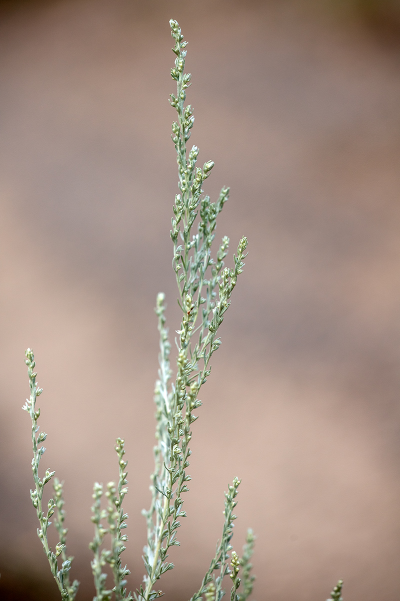 Изображение особи род Artemisia.
