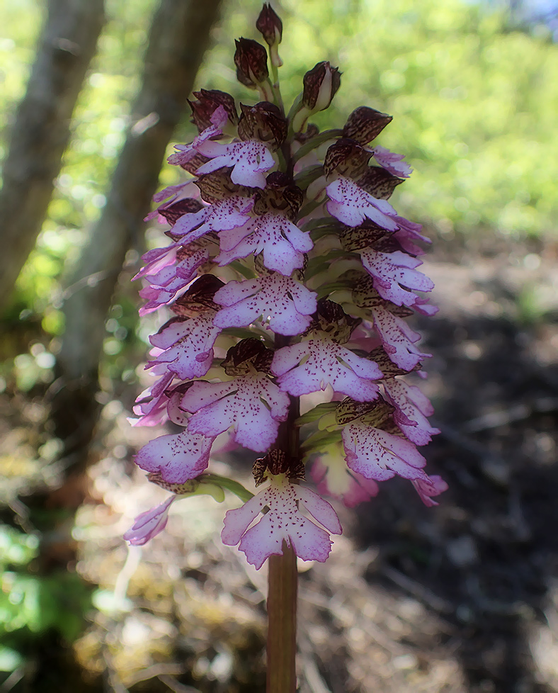 Image of Orchis purpurea specimen.