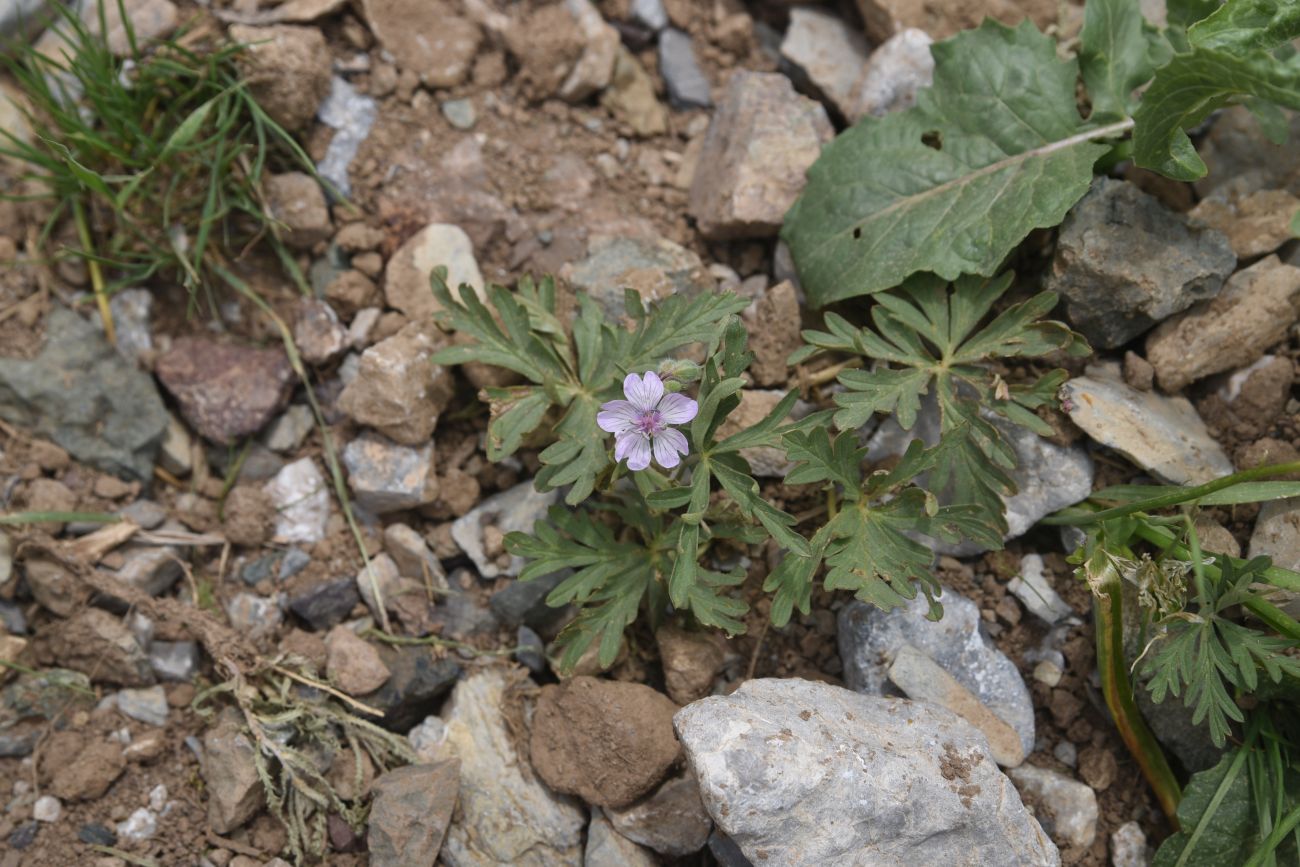 Image of genus Geranium specimen.