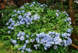 Hydrangea macrophylla