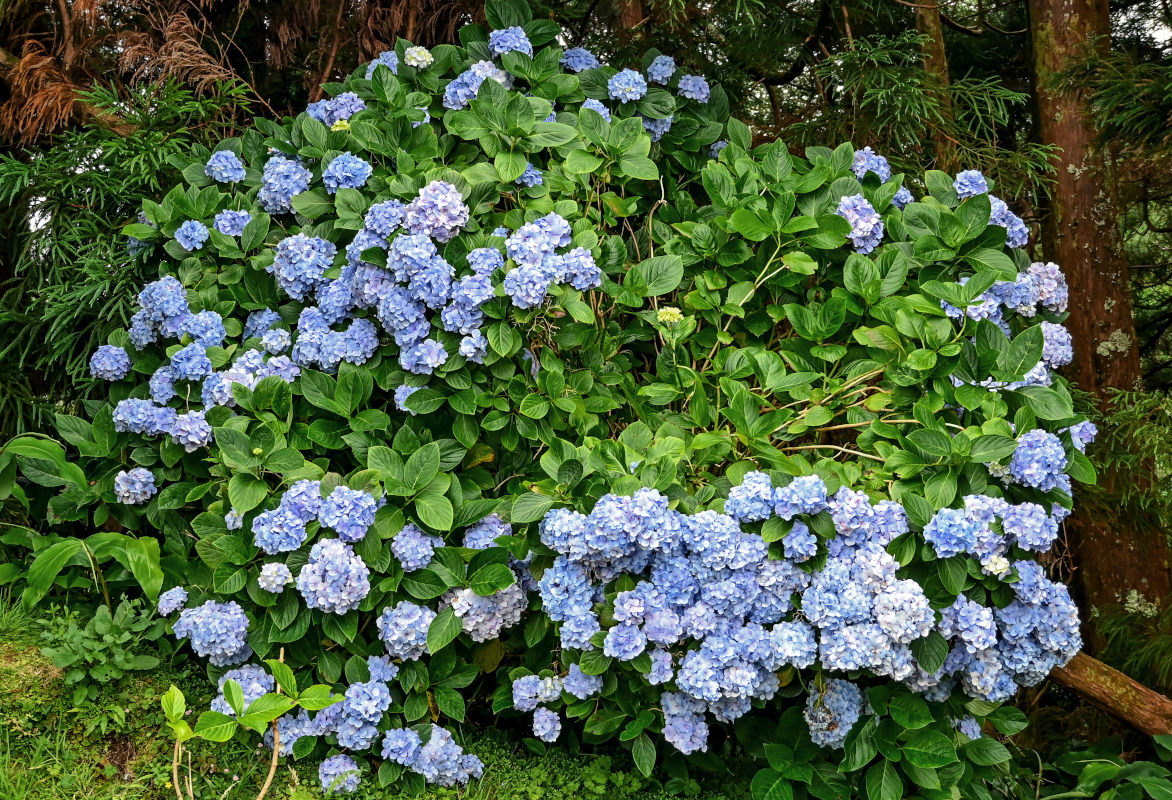 Изображение особи Hydrangea macrophylla.