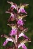 Anacamptis collina ssp. fedtschenkoi