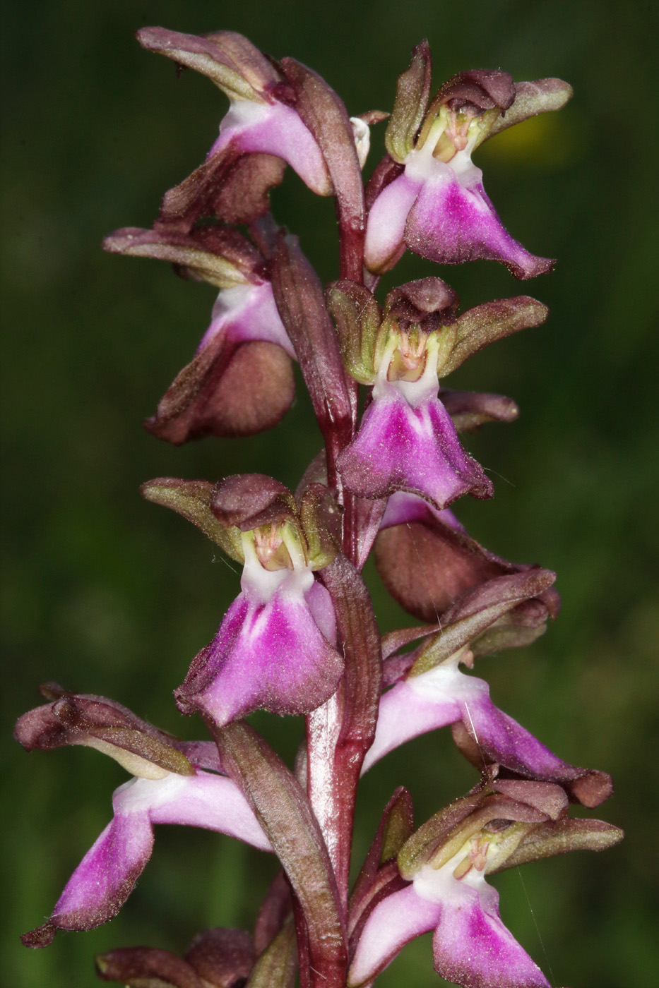 Image of Anacamptis collina ssp. fedtschenkoi specimen.
