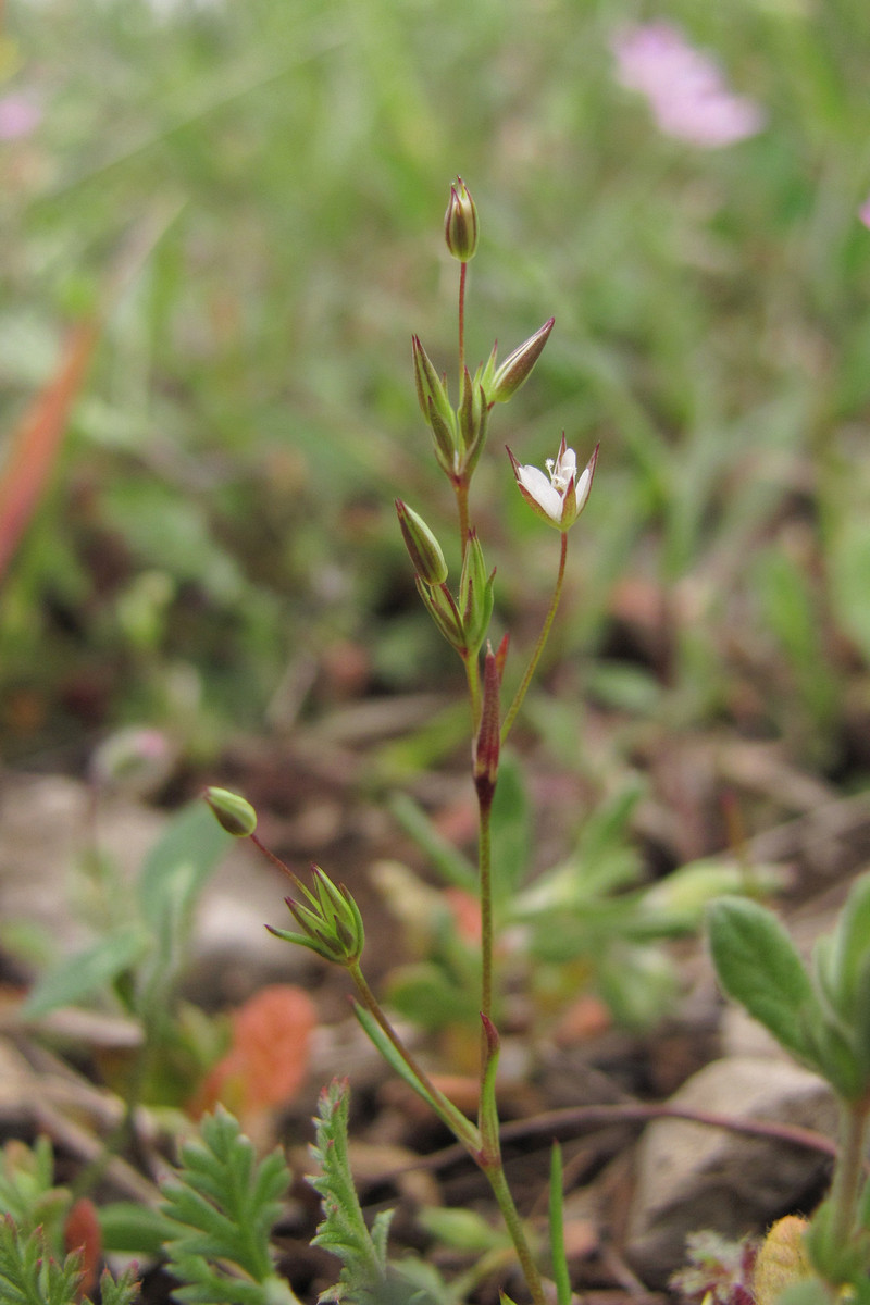 Изображение особи Minuartia pseudohybrida.