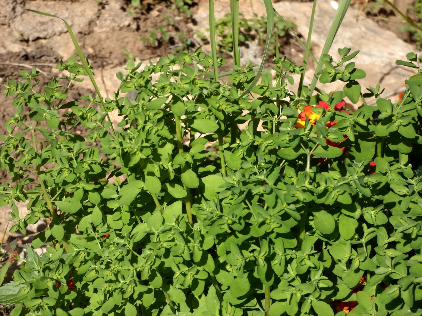 Изображение особи Euphorbia peplus.