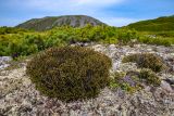 Cassiope ericoides. Цветущие растения на лишайниковом ковре. Приморский край, Чугуевский р-н, гора Облачная, горная тундра. 10.06.2021.