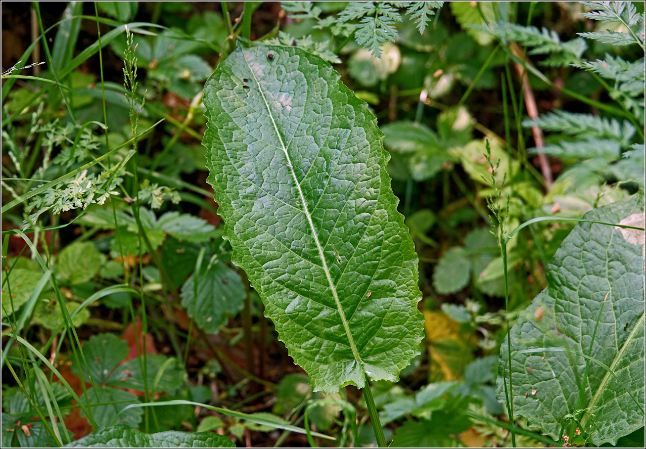 Изображение особи Rumex obtusifolius.