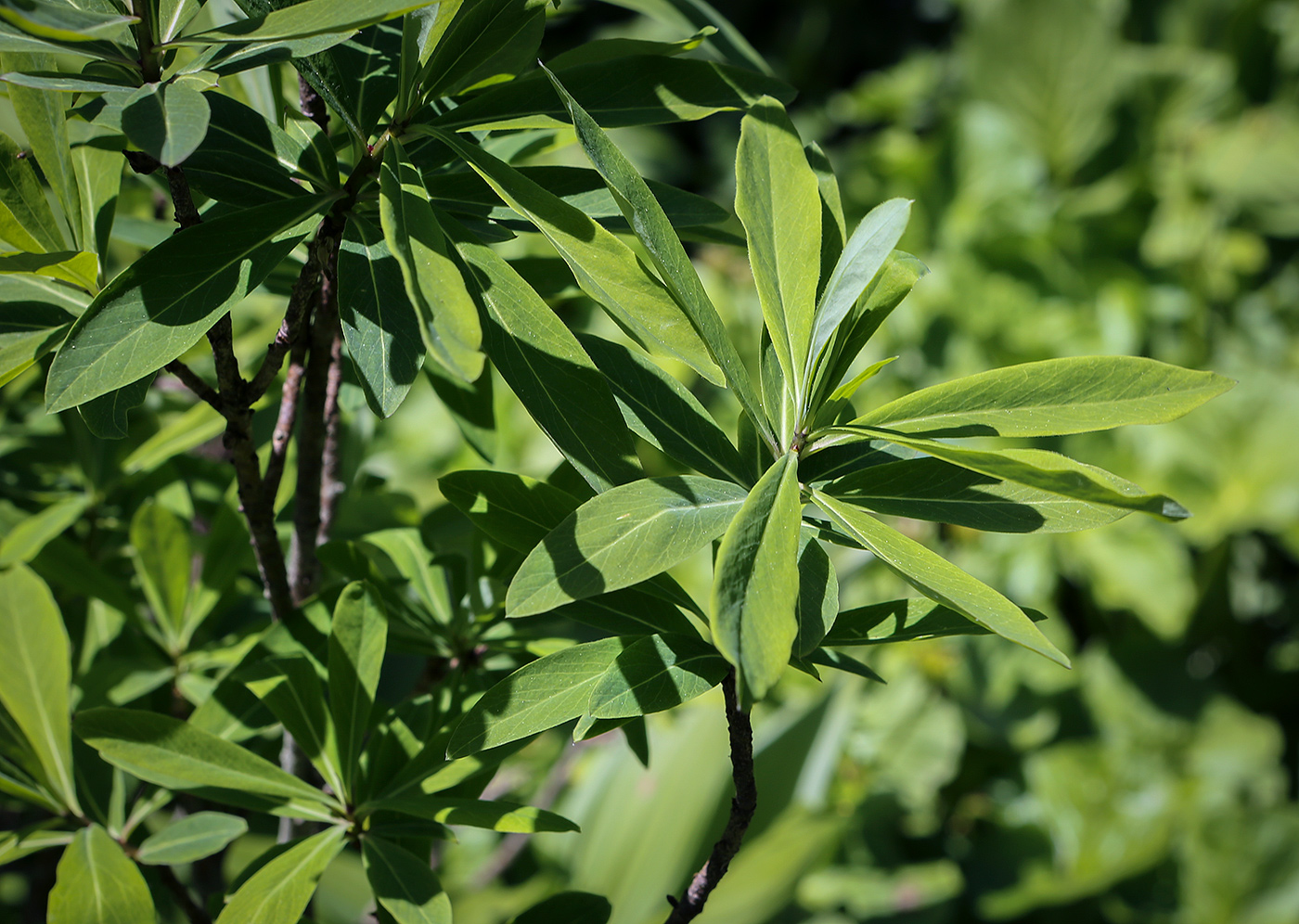Image of Daphne mezereum specimen.