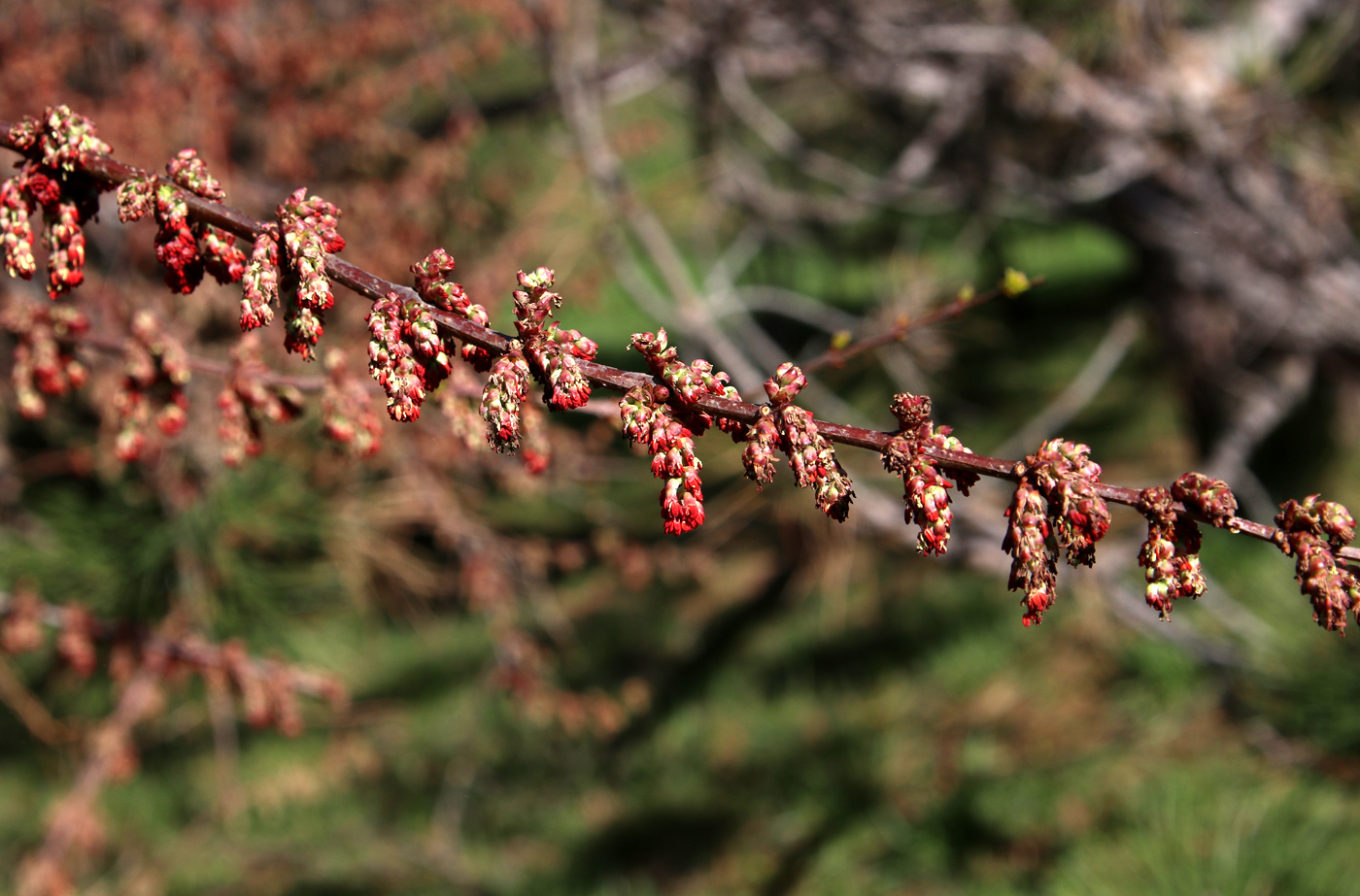 Изображение особи Coriaria sinica.