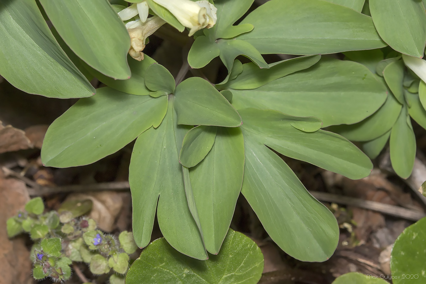 Изображение особи Corydalis marschalliana.