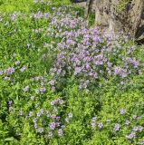 Geranium linearilobum. Цветущие растения с примесью других трав. Волгоград, Красноармейский р-н, территория ГУЗ «КБСМП №15», луг. 28.04.2026.