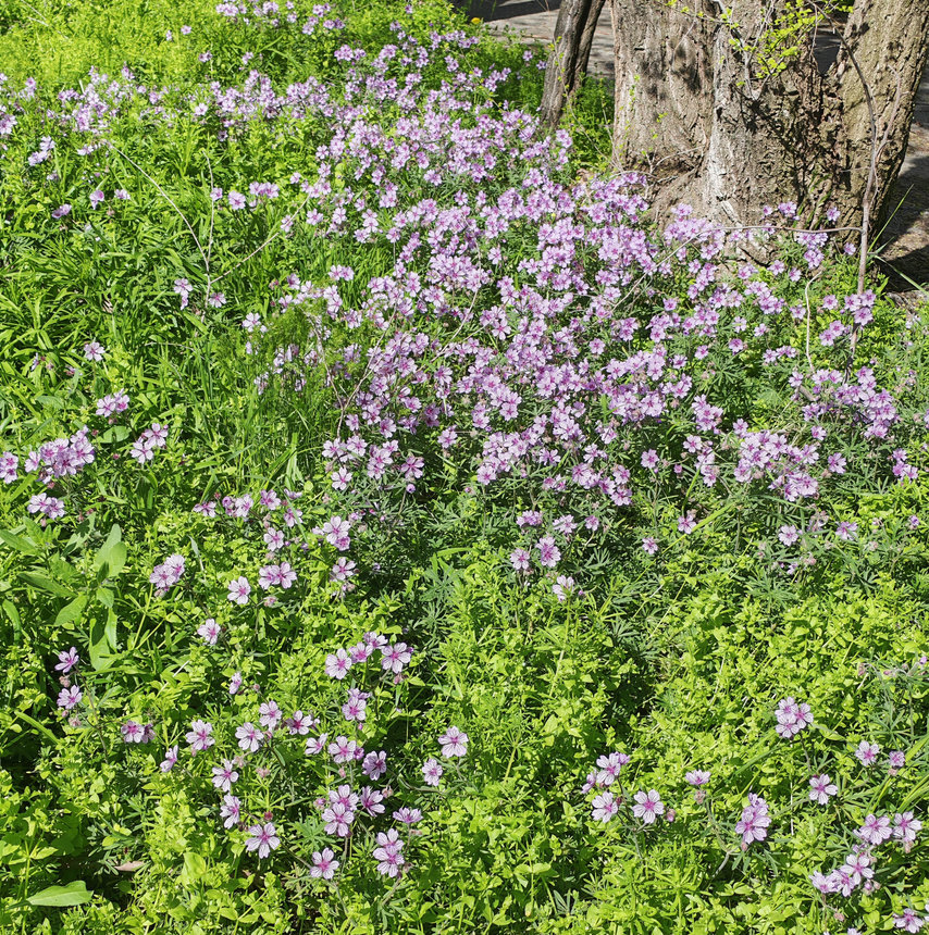 Image of Geranium linearilobum specimen.